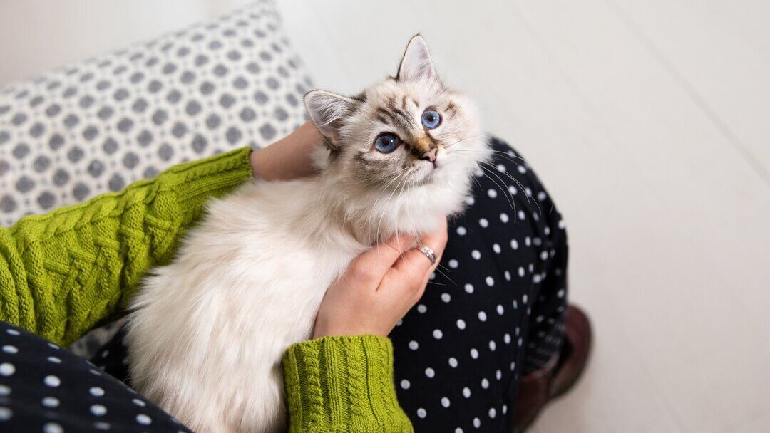 White grey cat with best sale blue eyes